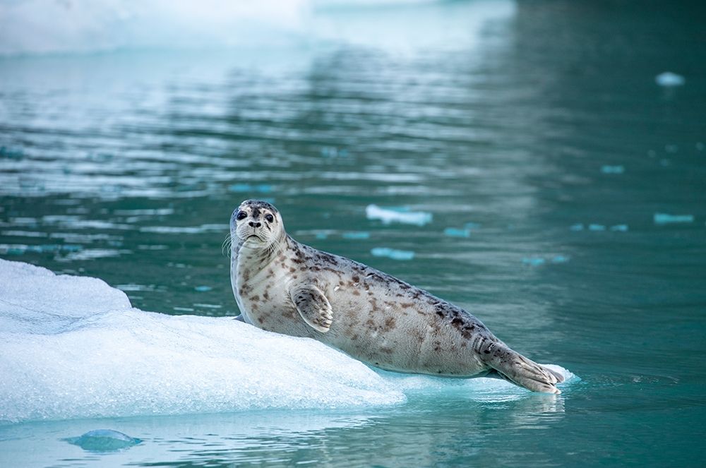 Alaska-Leconte Bay-Harbor Seal pup resting on iceberg calved from LeConte Glacier east of Petersburg art print by Paul Souders for $57.95 CAD